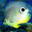 Free Fish Aquarium Screensaver icon