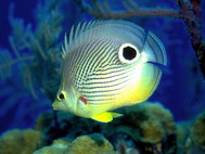 Free Fish Aquarium Screensaver screenshot